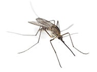 Mosquito Control - Superior Mosquito